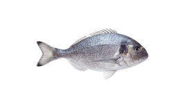 Gilthead Seabream Gilthead Seabream