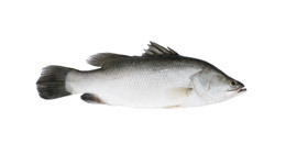 Barramundi Barramundi