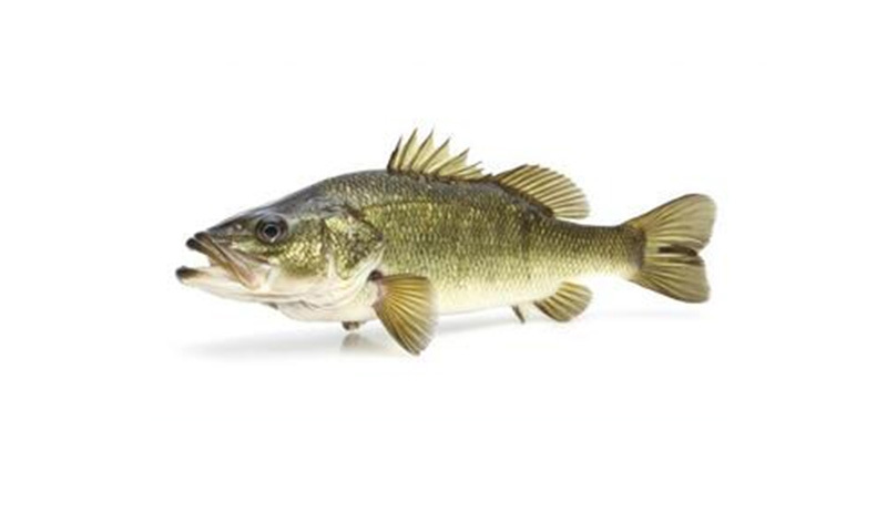 Largemouth Bass Largemouth Bass