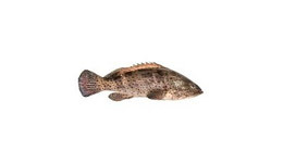 Grouper Grouper