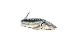 Sturgeon Sturgeon