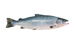 Atlantic Salmon Atlantic Salmon