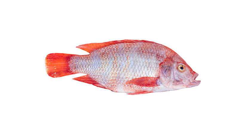 Red Tilapia Red Tilapia