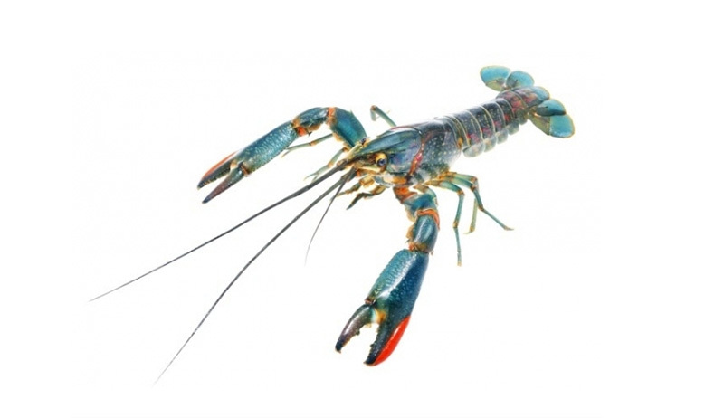 Red Claw Crayfish Red Claw Crayfish