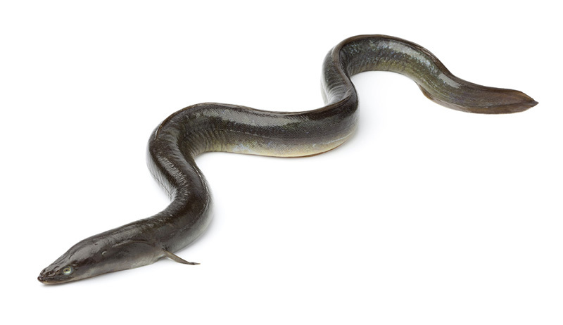 Eel Eel