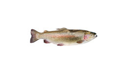 Rainbow Trout Rainbow Trout