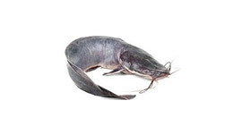 African Catfish African Catfish