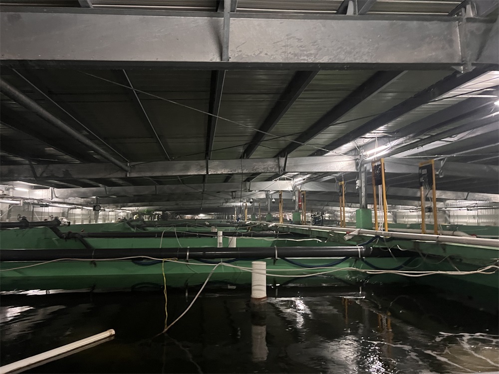 Grouper breeding in Suzhou, Anhui