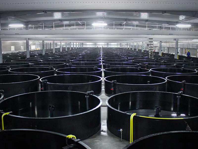 Fujian Nanping Eel Breeding