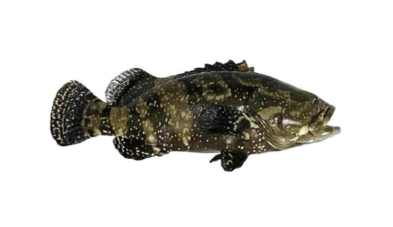 Grouper Grouper