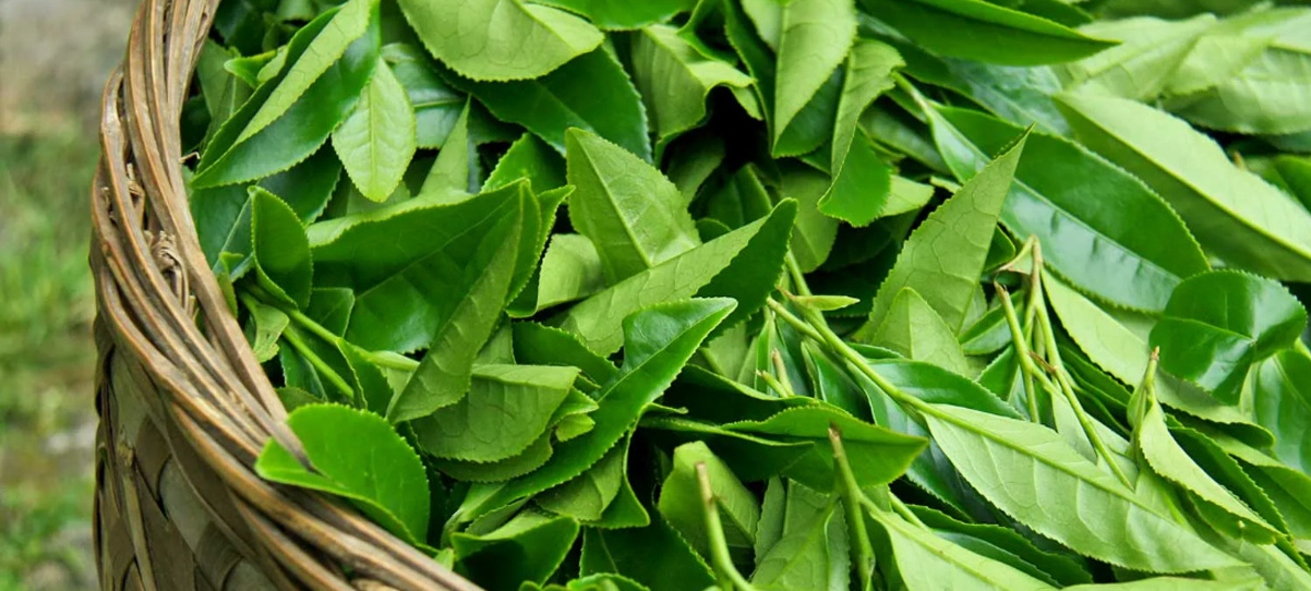 Tea leaves