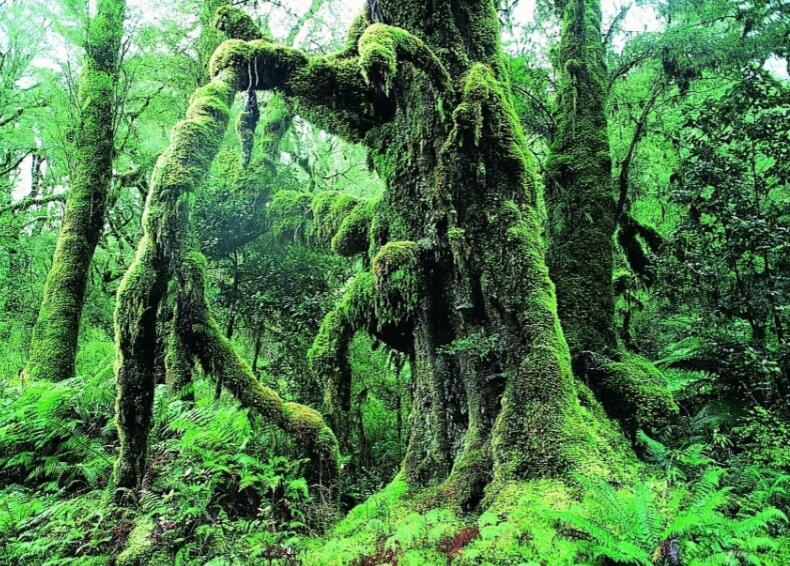 瑞丽莫里热带雨林景区风景美丽、气候宜人，欢迎广大游客前来观光旅游
