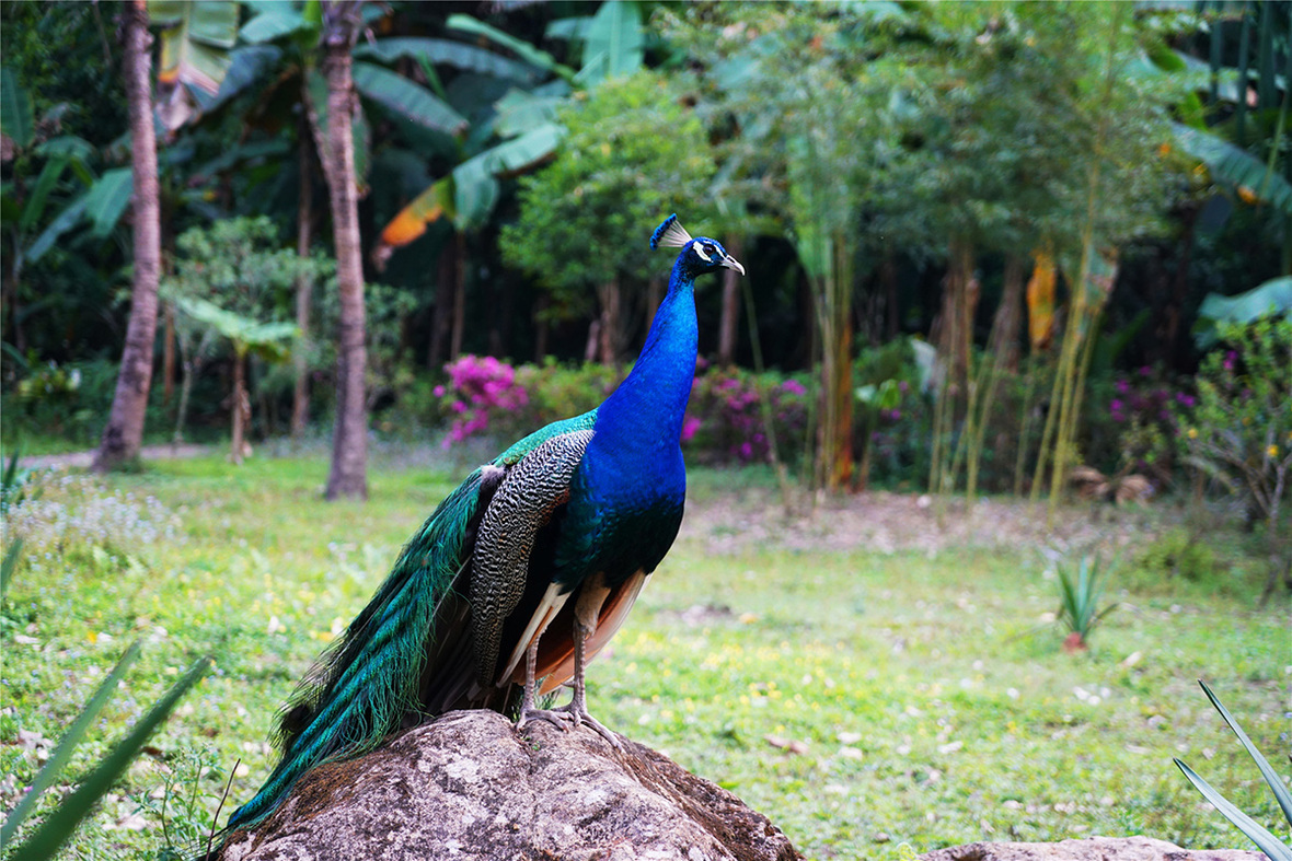 Mori Ecological Peacock Area