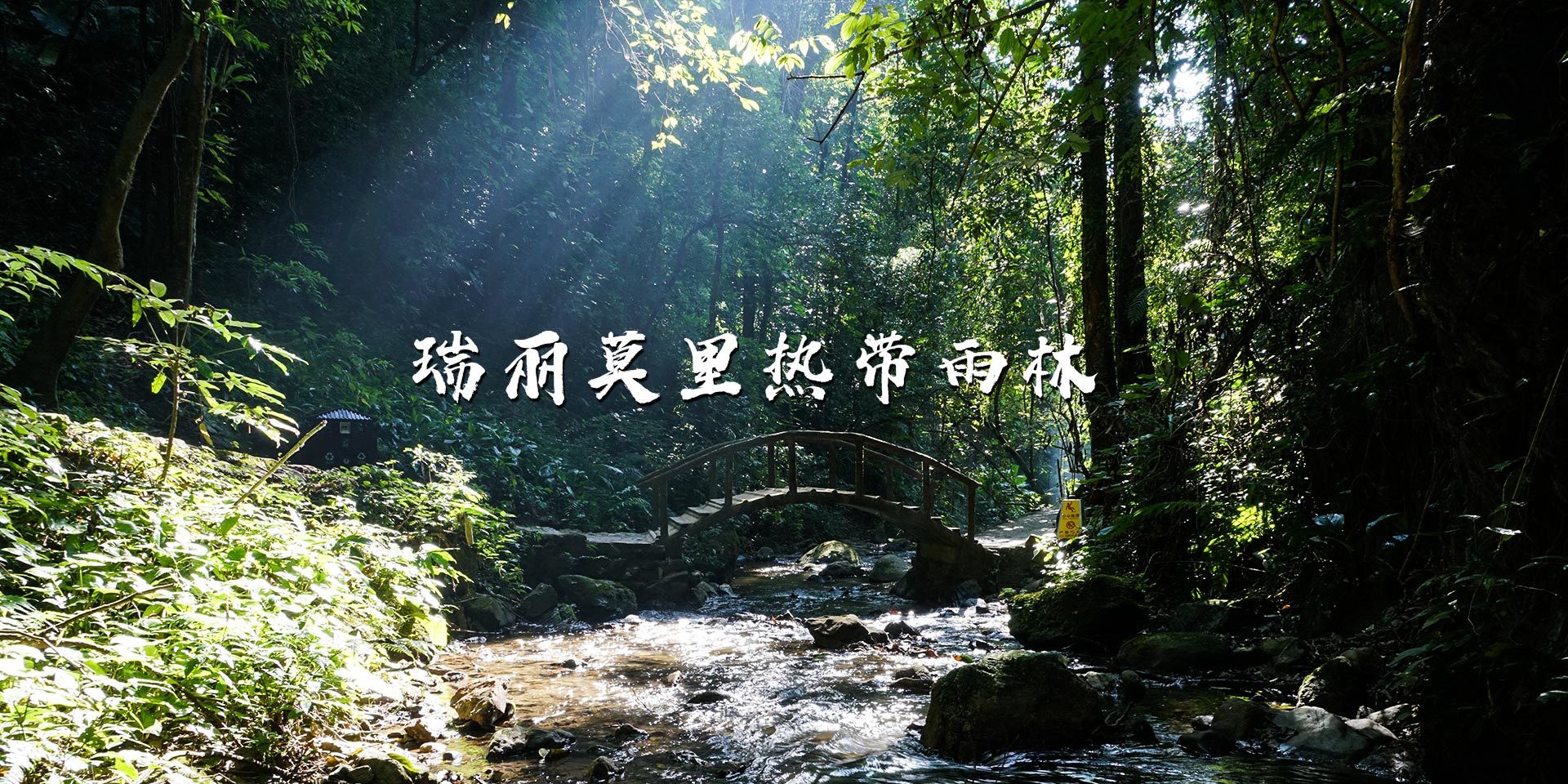 莫里热带雨林