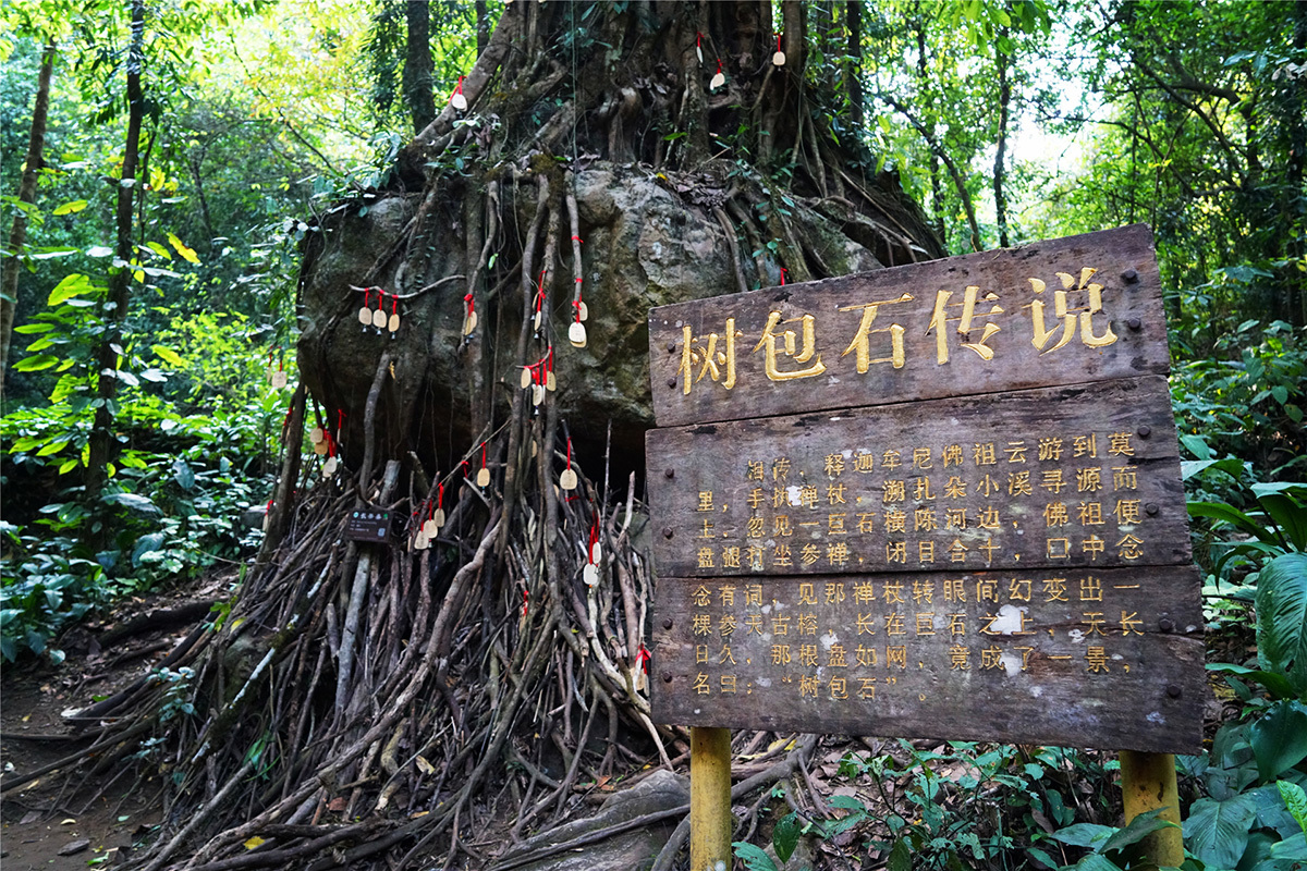 树包石生