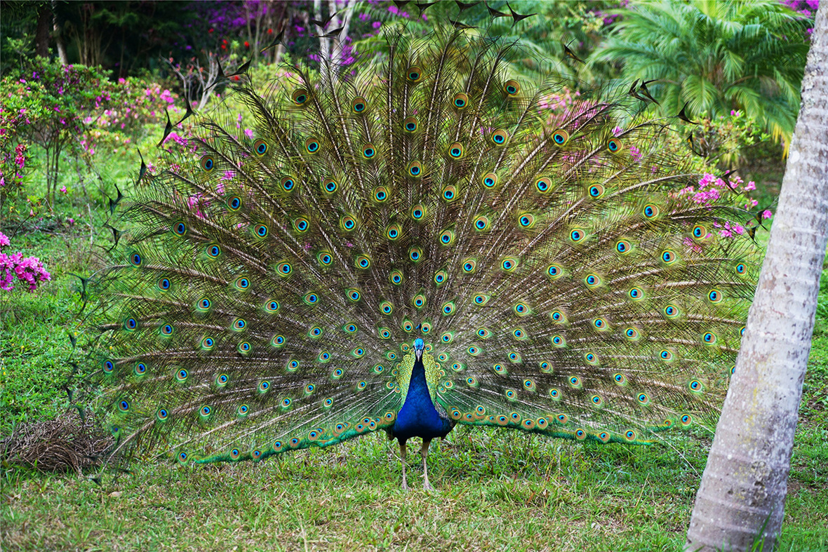 Mori Ecological Peacock Area