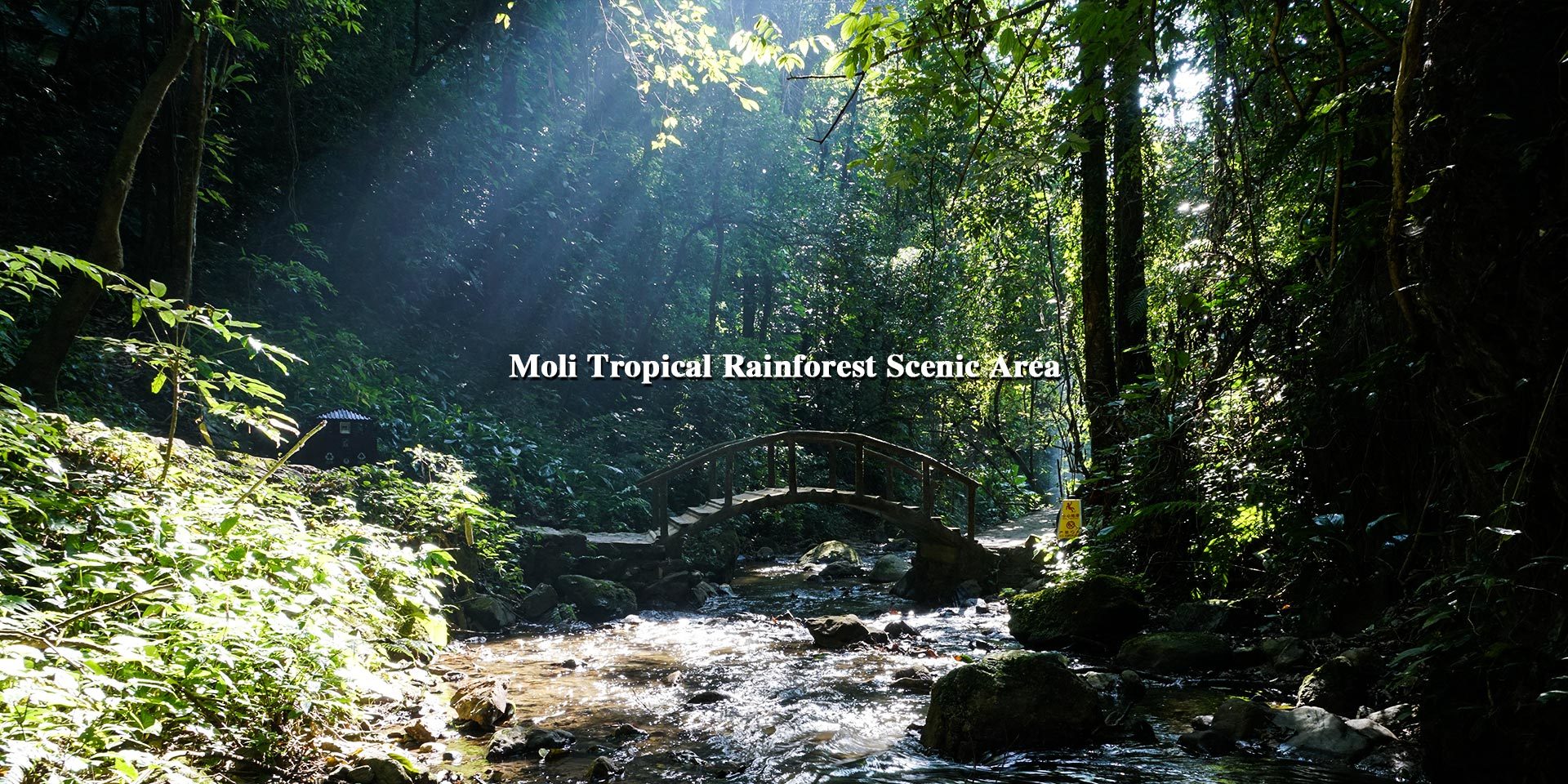 Mori Tropical Rainforest