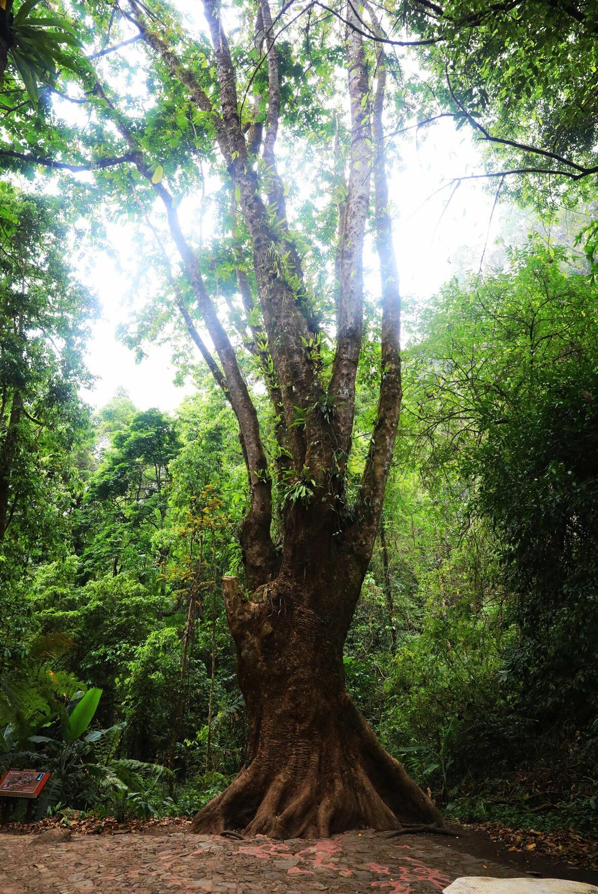 Eight-Treasure Tree King