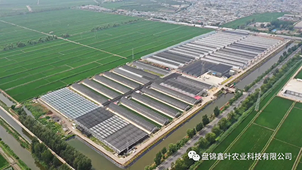 付忠伟调研鑫叶农业科技有限公司复工复产、春耕备耕和疫情防控工作