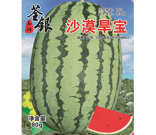 沙漠旱寶 沙漠旱寶