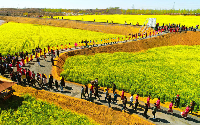 Ten thousand mu of rapeseed and sunflower in Jinshahe Sweet Potato Ridge for visitors to watch for free