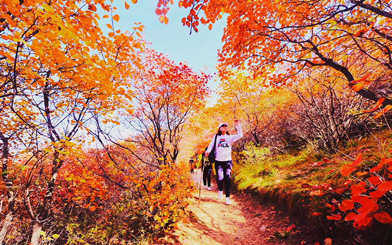 Autumn leaves of Fozhao Mountain of Jinshahe in autumn for tourists to watch for free