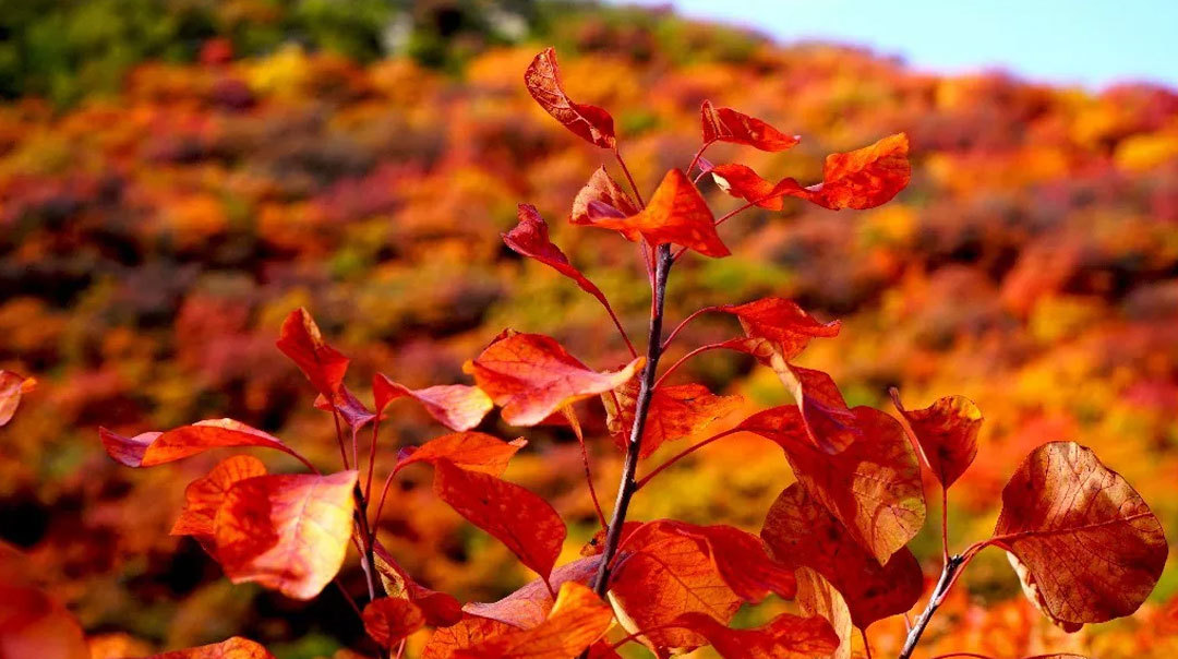 Jinshahe Fozhao Mountain