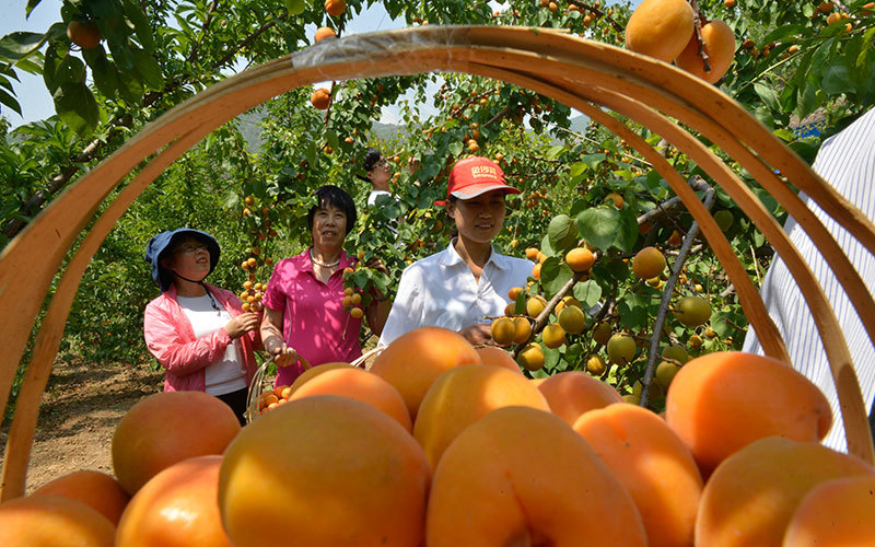 Shahe Fozhao Mountain Barren Mountain Comprehensive Development Co., Ltd.