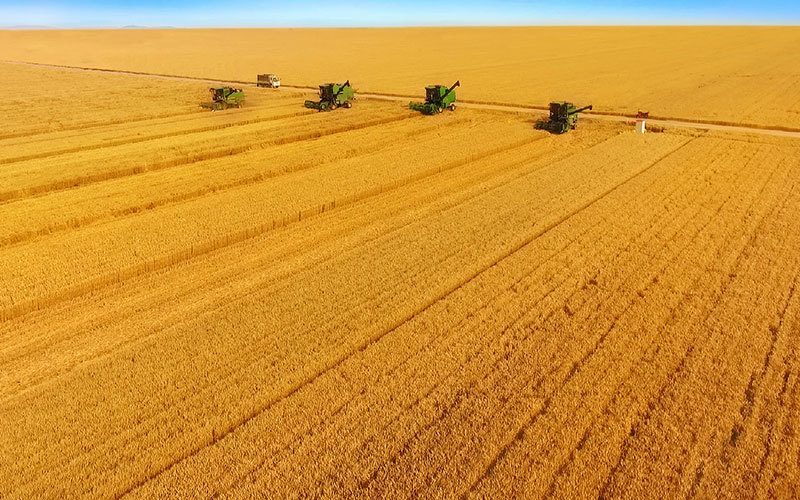 Nansha County Jinshahe Crops Planting Cooperative