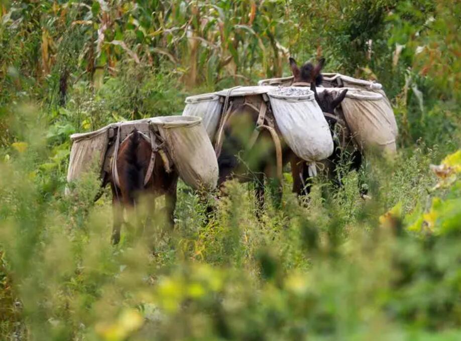 The life style of the horse gang