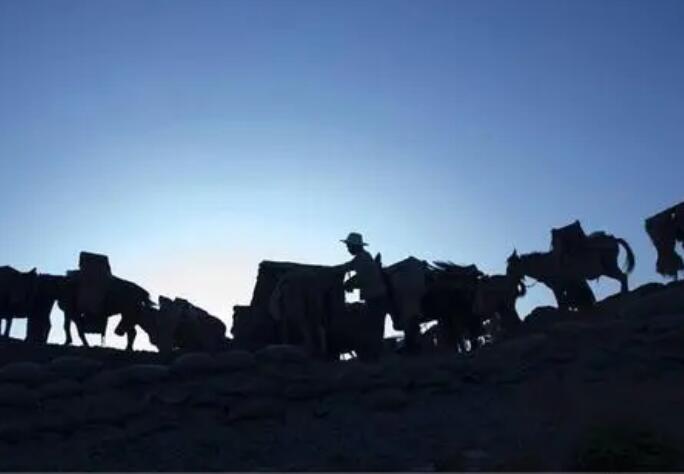Horse Gang