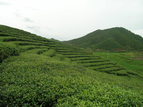 dongnan