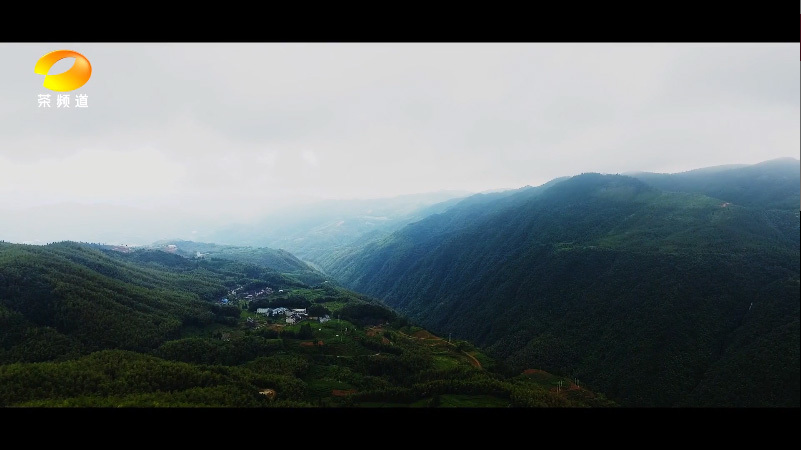 To the Artisan: Zhang Zhengku, Master Tea Maker of Fuding White Tea (Taiwan Version)