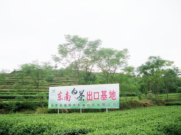 Tea Garden Base