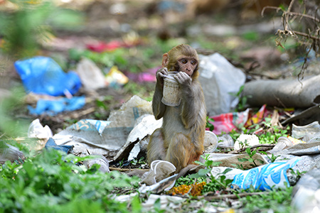 塑膠污染如何影響城市野生動物