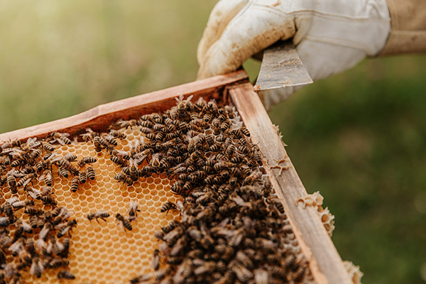 Beginner Beekeeping