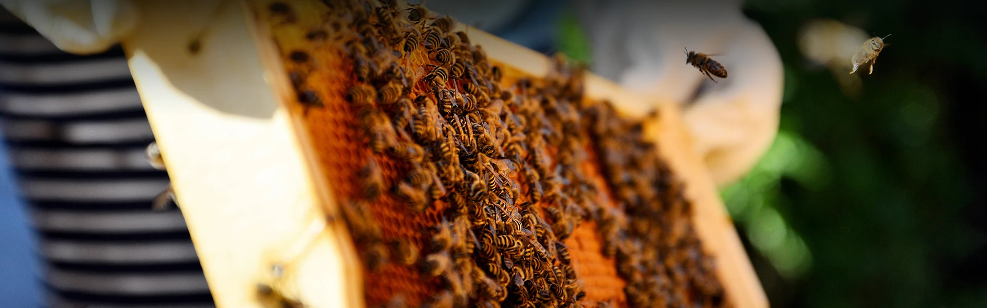 Beekeeping Equipment