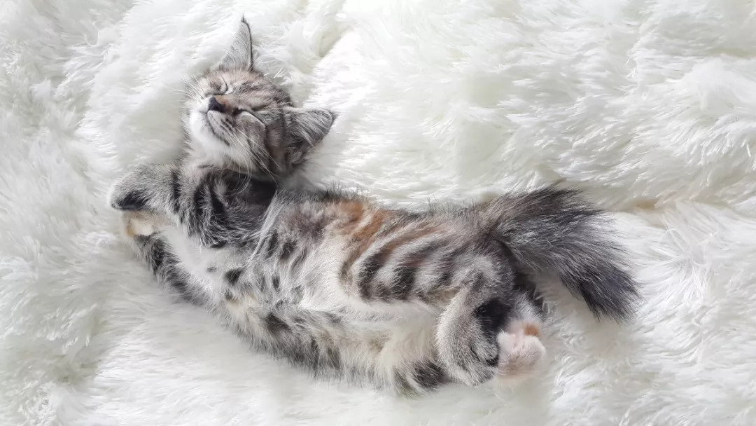 猫的一生中需要21种玩具