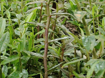  Dendrobium Base 