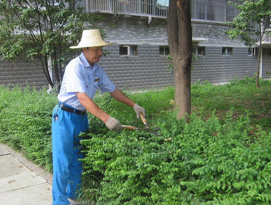 綠化養(yǎng)護(hù)服務(wù) 綠化養(yǎng)護(hù)服務(wù)