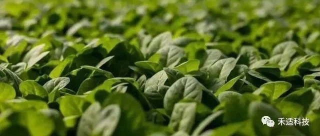 Haidian Daily Special Issue | Transforming Agricultural and Forestry Waste into Organic Fertilizer - Hydrothermal Cracking Technology Helps Green Agricultural Development