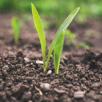 Industrialized hydrothermal cracking technology for fertilizer production