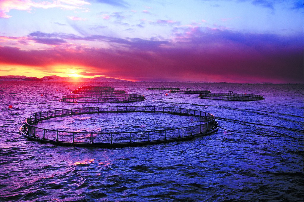 Abalone Harvest at Fujian Offshore Ranch and the Story Behind It Abalone Harvest at Fujian Offshore Ranch and the Story Behind It
