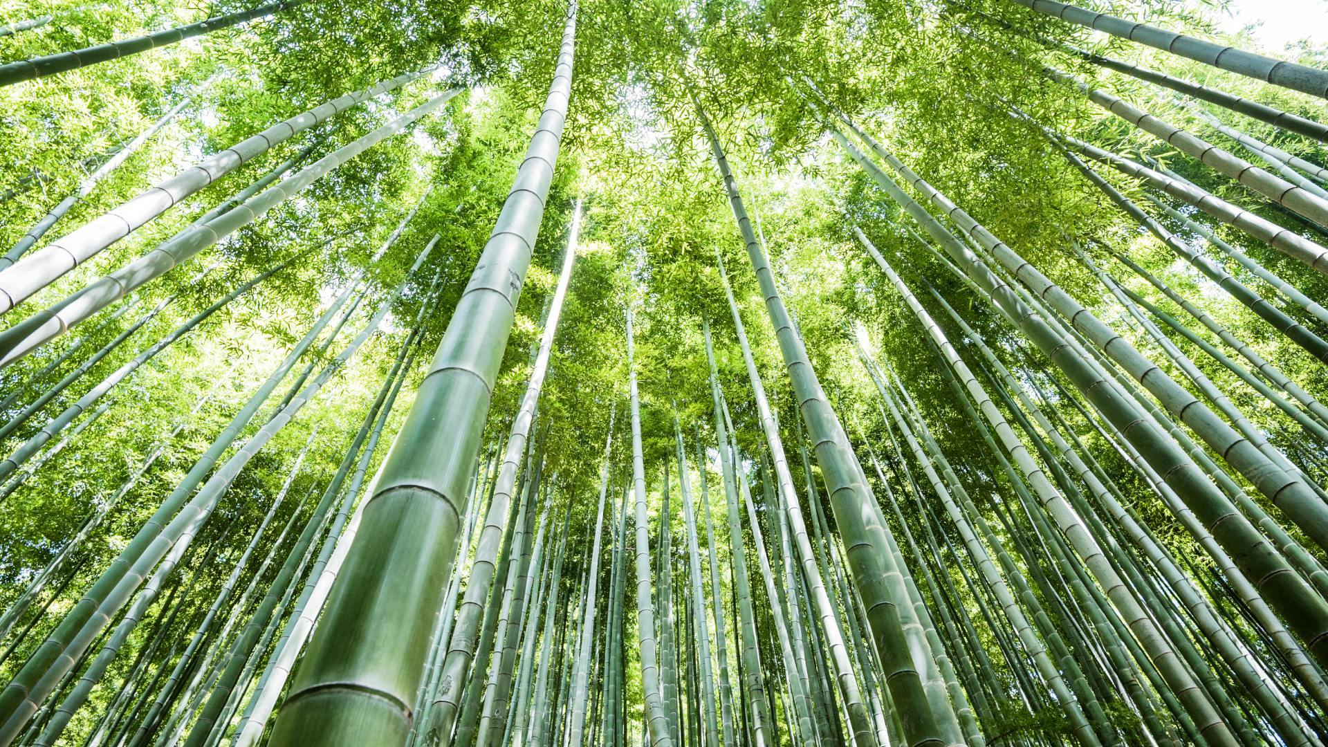 雅安竹笋采集地
