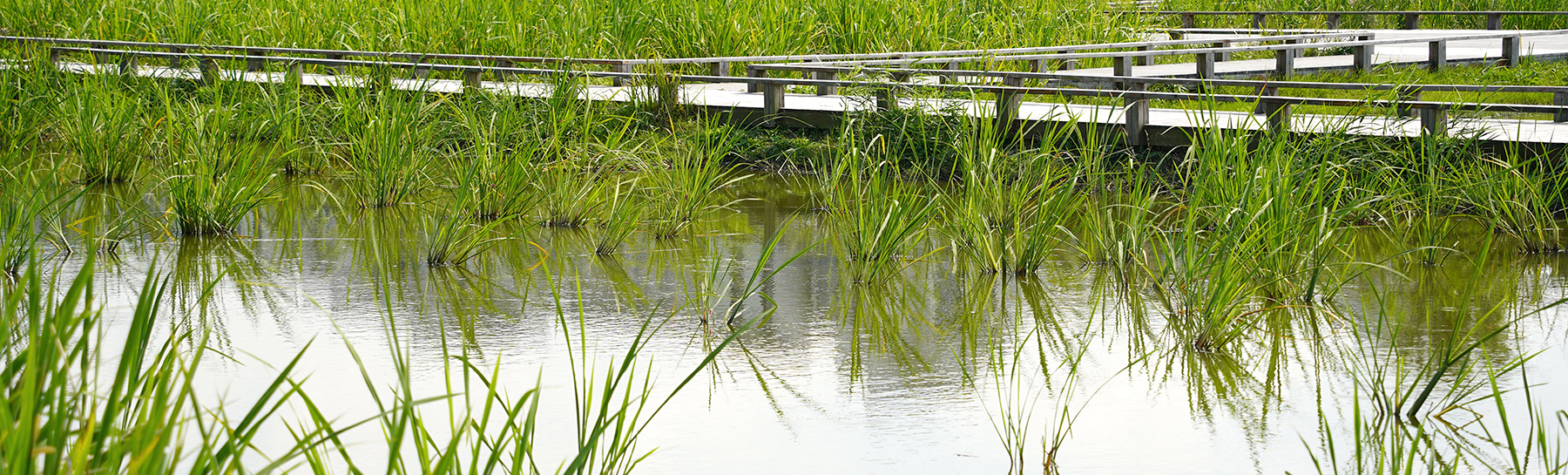 Xi Tang Natural Farm, Jiaxing