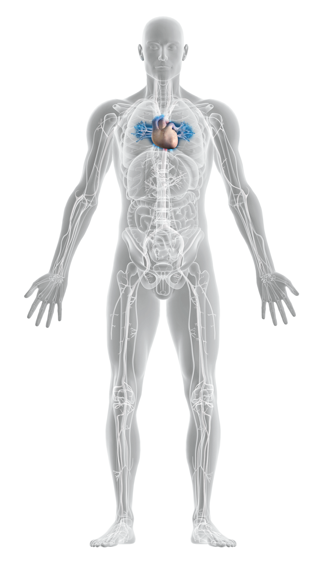 Coronary Artery Intervention