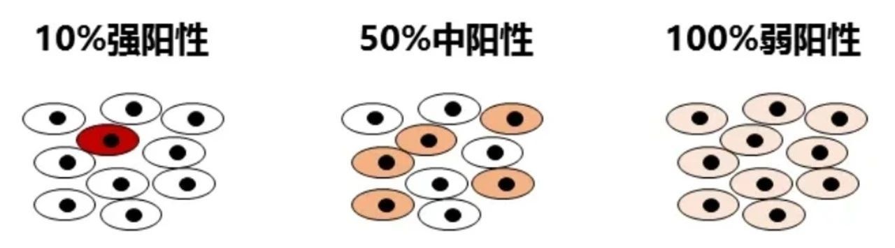 单细胞测序文库制备——就用耶拿高速PCR