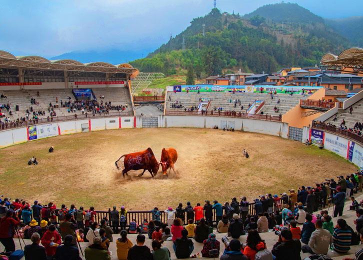 Drip Water Miao City-Bull King Tournament Drip Water Miao City-Bull King Tournament