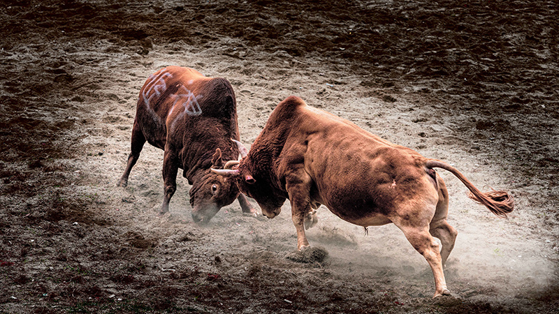 Bull King Tournament