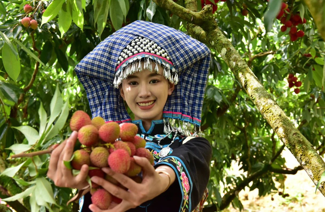 Feizixiao Litchi